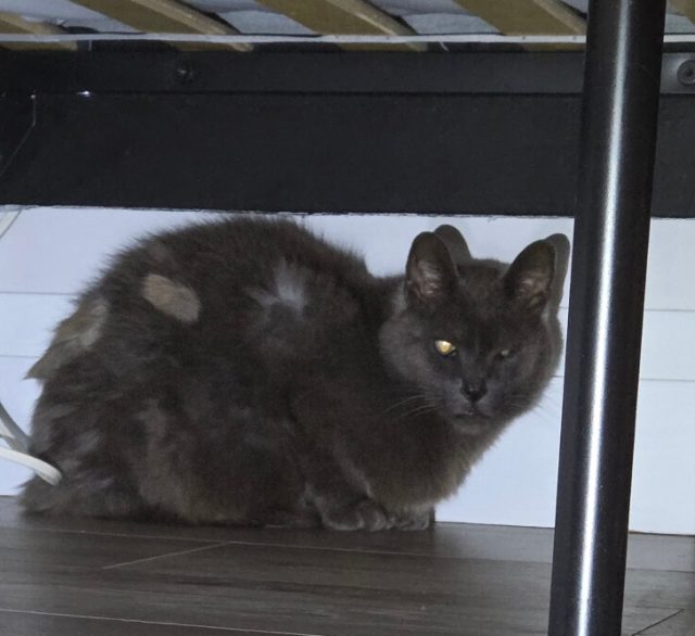 Found Grey female cat, extra toes on front paws, eyes issues barely sees. in Welland