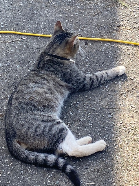 Found cat in Maple Ridge