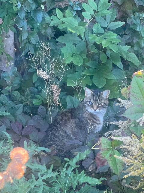 Found cat in Barrie