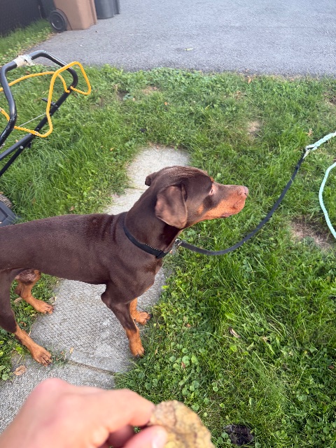 Found dog in Saint-Jean-sur-Richelieu