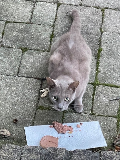 Found My wife says a Russian Blue, actual color is more light brown. My wife is feeding the animal and it’s hanging around, but very skittish. in Toronto