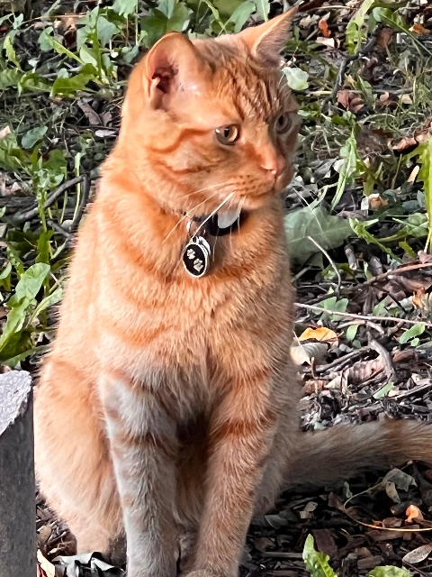 Found cat in Toronto