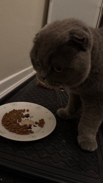Found Yes have gray collar in Міссісауга
