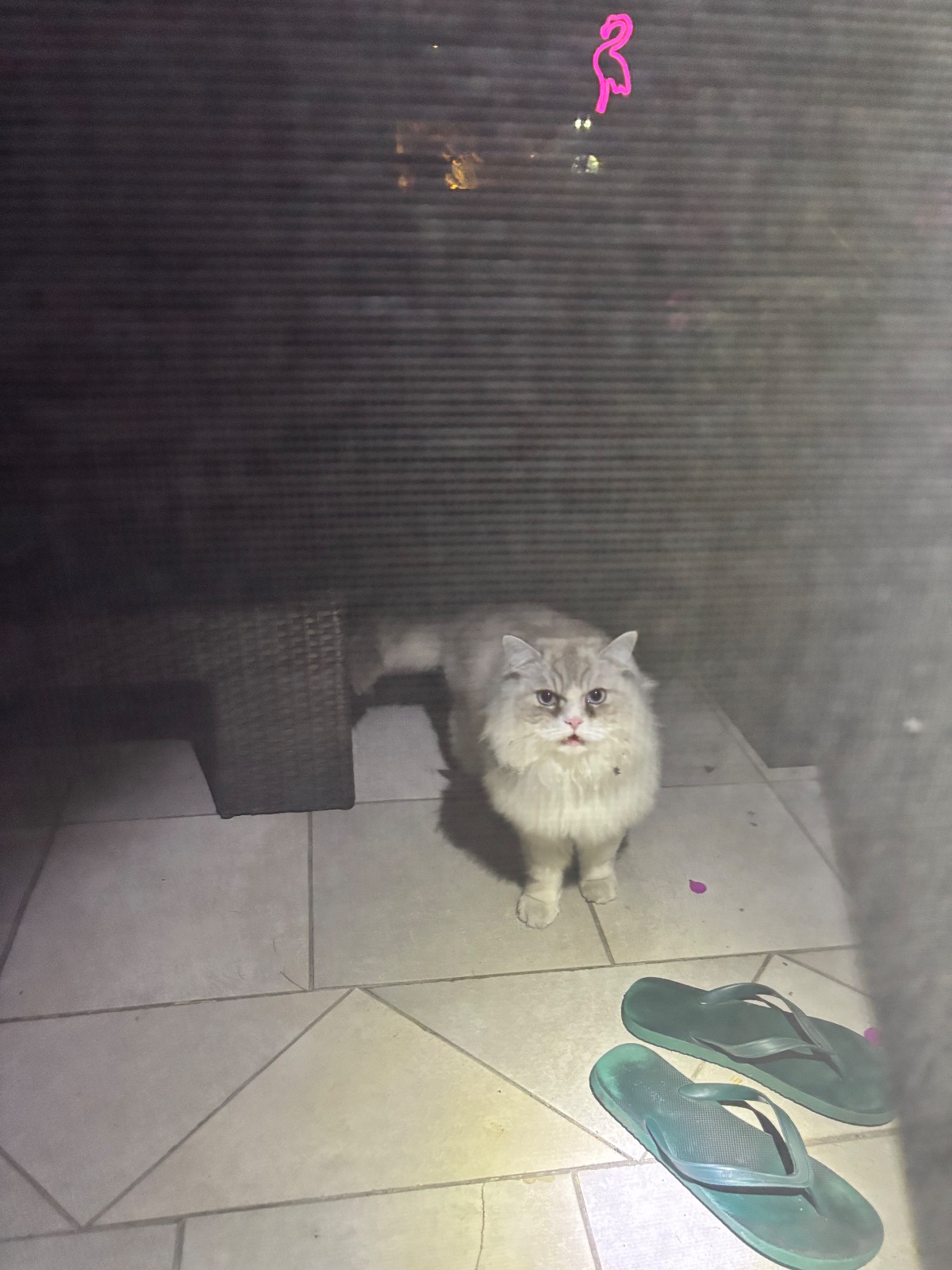 Found White with Grey tips Crying at the door, and rubbing herself against the screen door, but left when we didnMt opn in Brossard