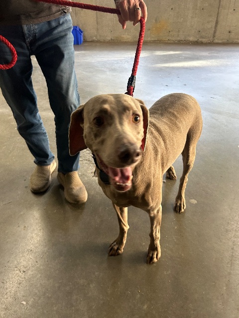 Found dog in North Vancouver