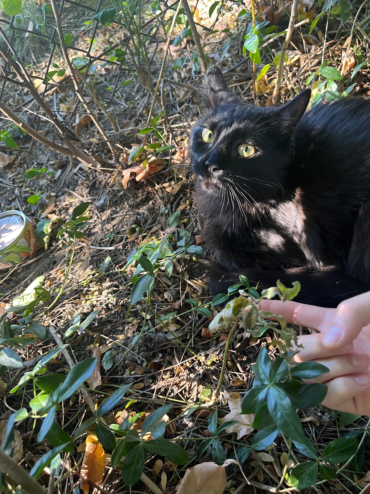 Found Black Medium to long hair, very scared in Toronto