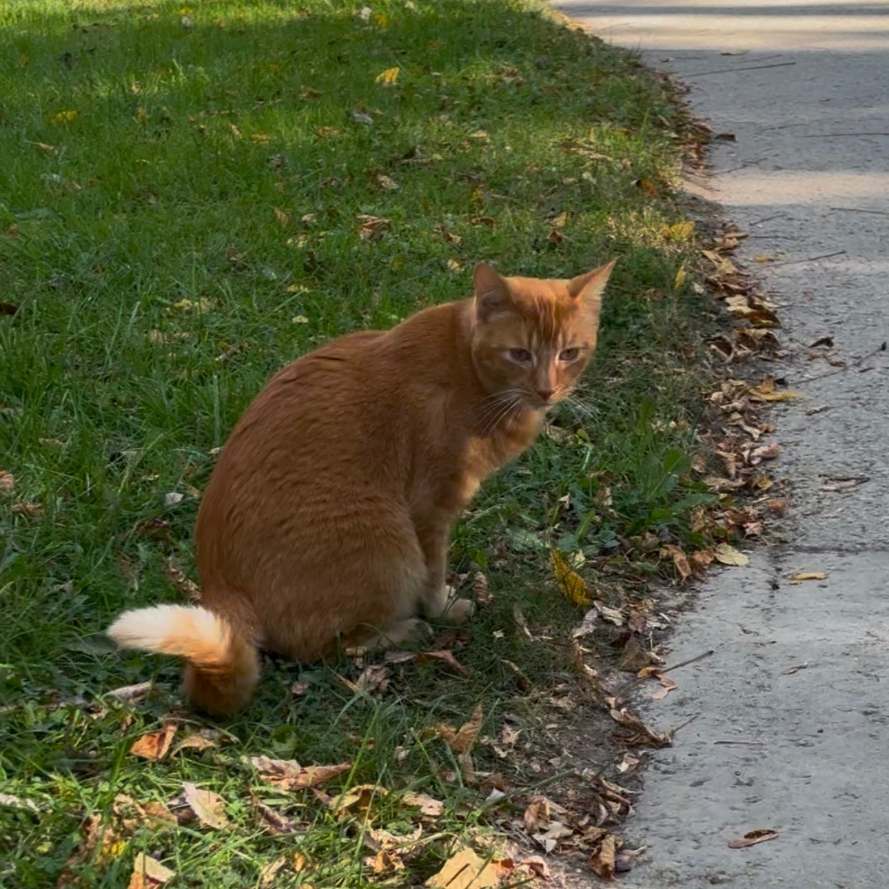 Found Orange or Ginger Clean friendly cat who came up to me. I don’t know if they have a family but I found them very friendly and clean in North York, Toronto
