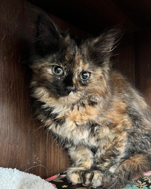 Found Sweet little girl hiding under neighbors car this aft. Neighbors would not help or take in so we captured and she is safe. Very small, guessing 6 months. Taking her to London Animal Control tomorrow. tortoiseshell in London