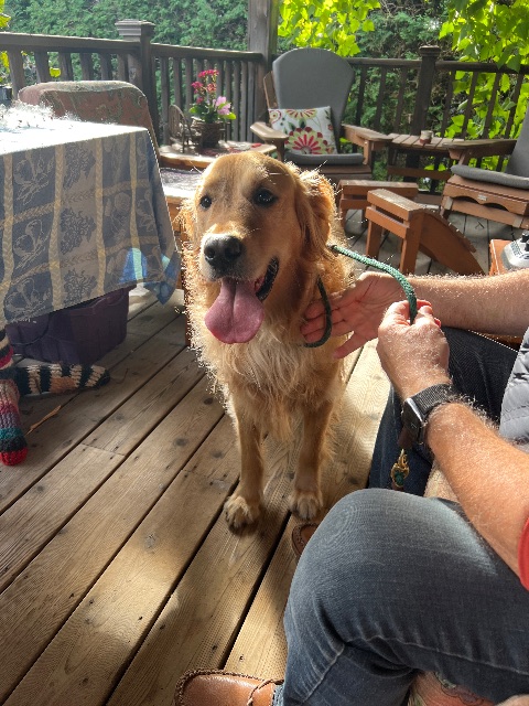 Found dog, golden, in Ottawa