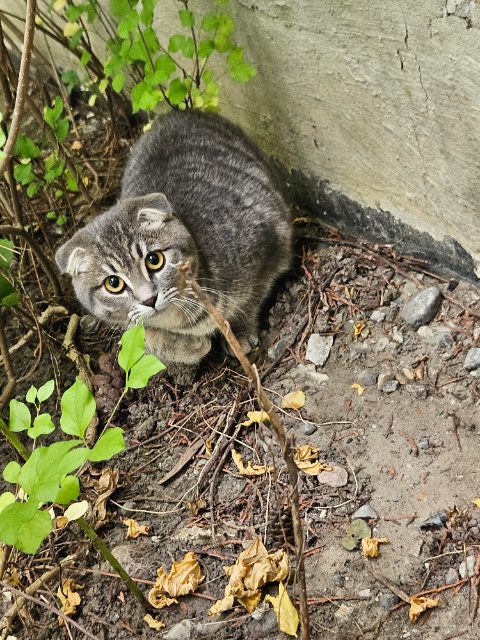 Found Cat small, grey, white on face in Oshawa