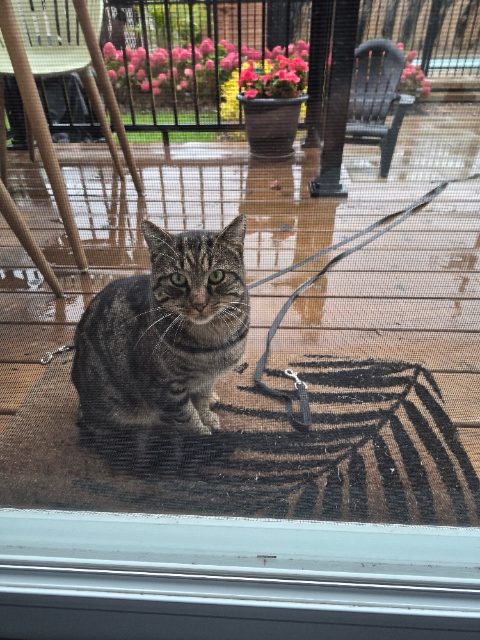 Found Trouvé dimanche 27 septembre, il revient chaque jour pour manger. En ce moment il dors sur mon balcon. noir tigré avec beige in Terrebonne