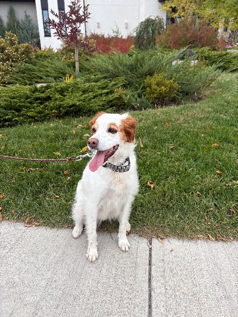 Found dog, white and red, in Calgary