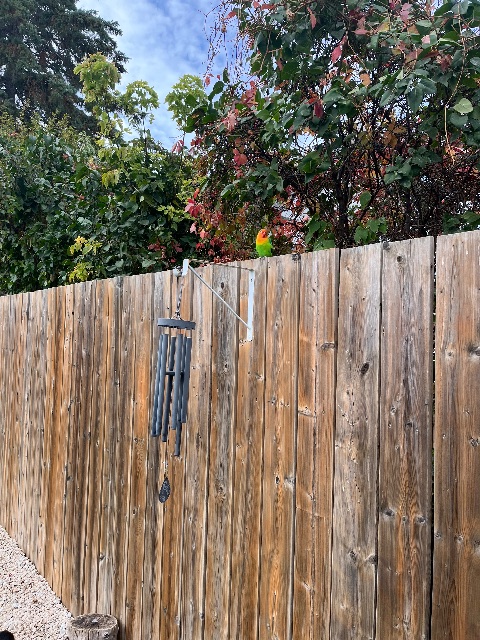 Found Bird green red orange head baby parrot? in Yorkton