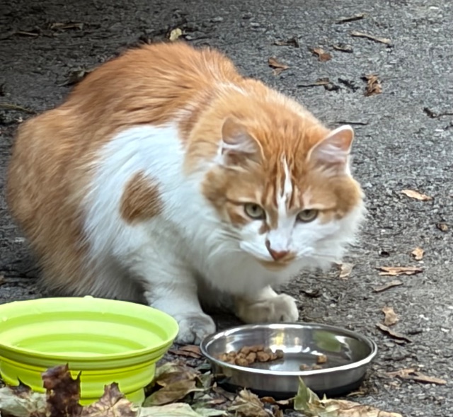 Found cat, orange tabby, in Toronto