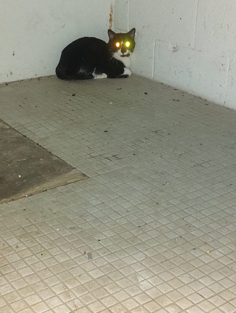 Found Doesn't seem terrified but won't come to me age unknown gender unknown black and white in Kitchener