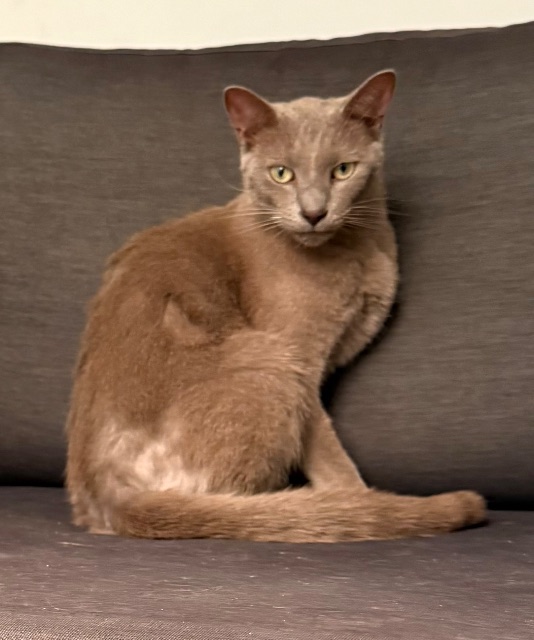 Found cat, grey, in Toronto