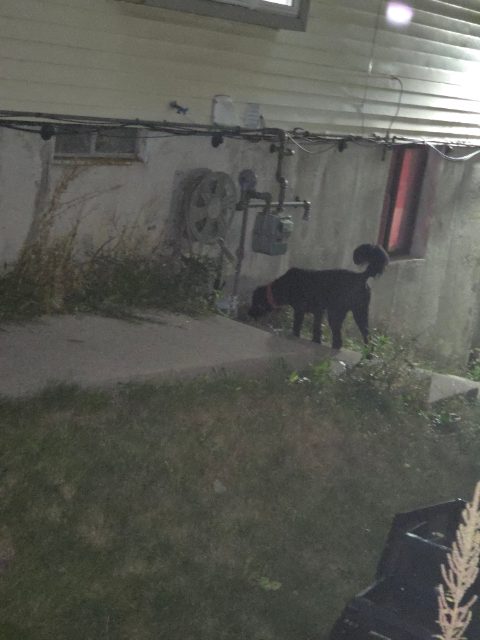 Found Wearing a red bandana around neck black in Oshawa