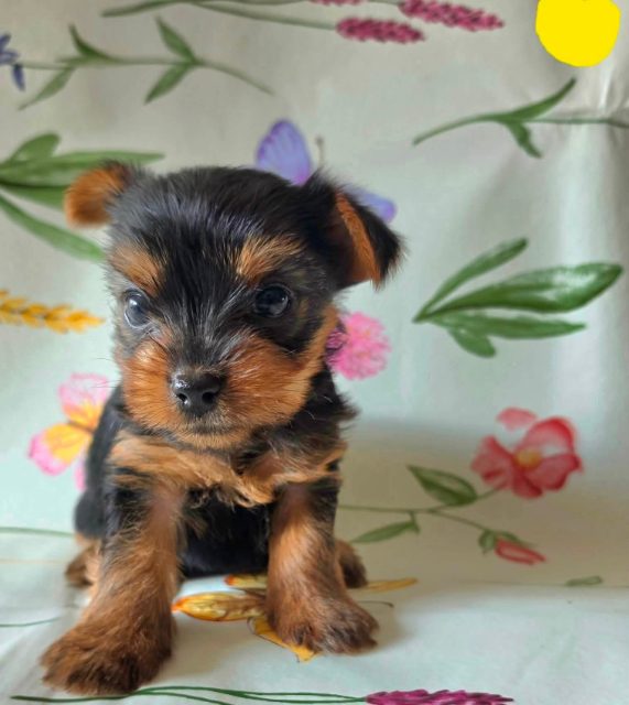 Chien trouvé à Montréal