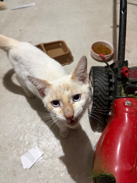 Found Very friendly young male. No microchip and not neutered. white, orange tail, ears. in Brantford