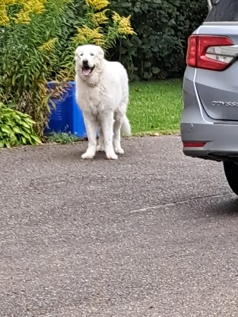 Found Reported to bylaw services ajax white in Ajax