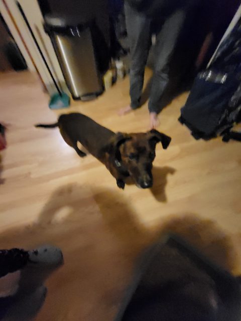 Found Dog brun noir marbrer in Châteauguay
