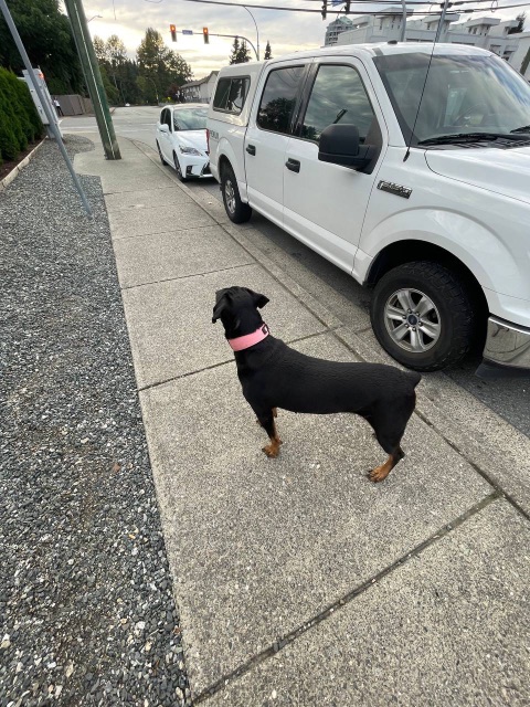 Found Dog black and brown in Abbotsford