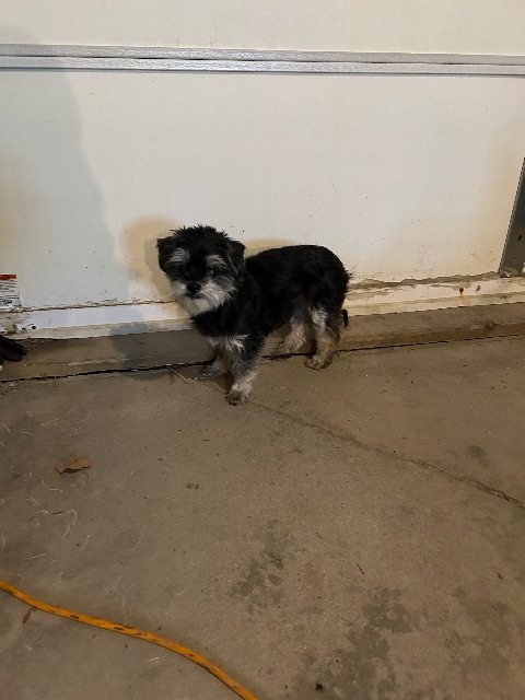 Found Has a pink collar, friendly, I have in my home with water and food. black and tan in Steinbach
