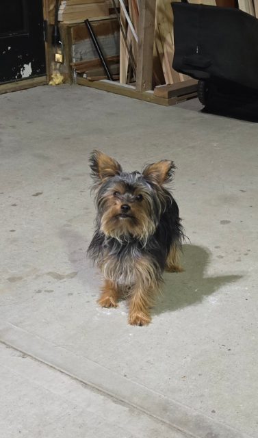 Found He's safe in our garage. Seems fine. Just found. in Grande Prairie