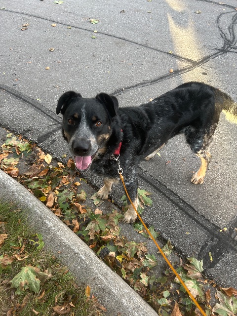 Found Dog black and grey in Burlington