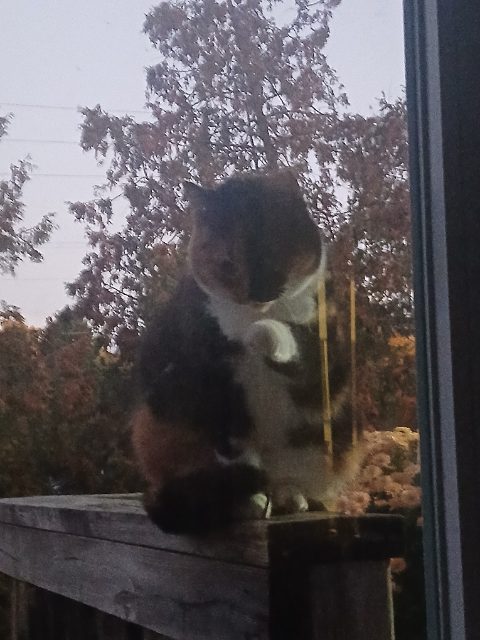 Found Cat has been aound my yard and neighbors for about 2 weeks black and brown in Halton Hills