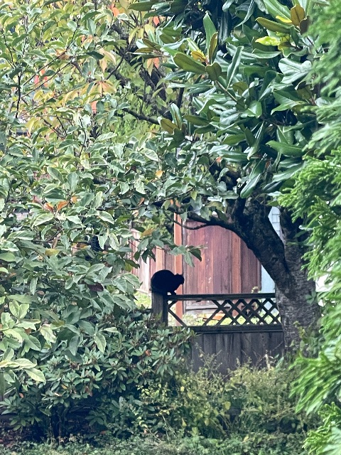 Found Cat black in Vancouver