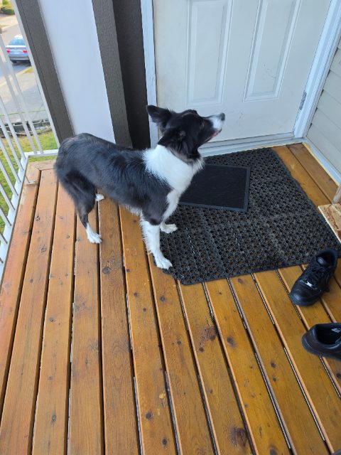 Found Dog in Abbotsford