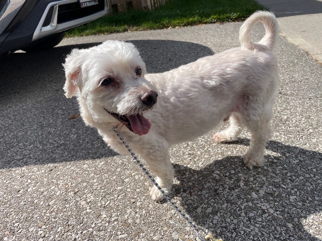 Found No collar. Very friendly white in Cambridge