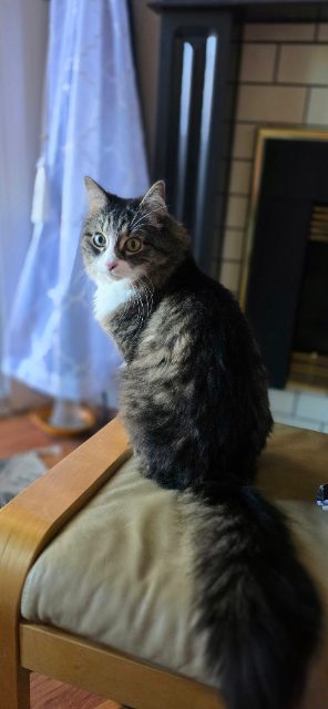 Found Currently with me at my home. dmh tabby w/white on face & chest in Calgary