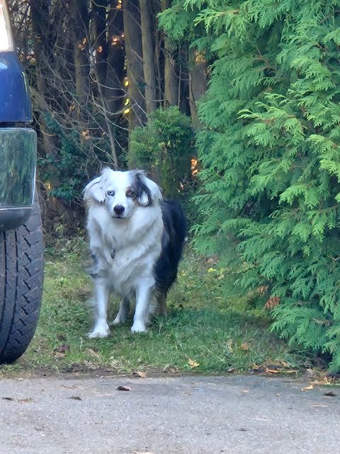 Found Has a tag but I am not able to get close enough to read it. Have seen the dog repeatedly over the last few days. white and black in Langley