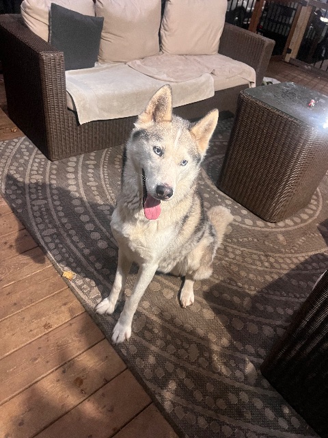Found Dog husky in Newmarket