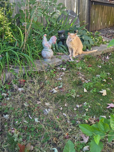 Found Orange cat, approachable. Looks like house cat but may have been lost. Feed it and gave water but left shortly after. Looks to be in good shape orange, male in Toronto