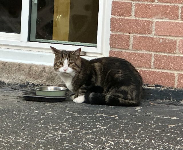 Found First seen Monday night (Oct 5/26), then the following 2 days brown tabby with white tummy and paws in Scarborough