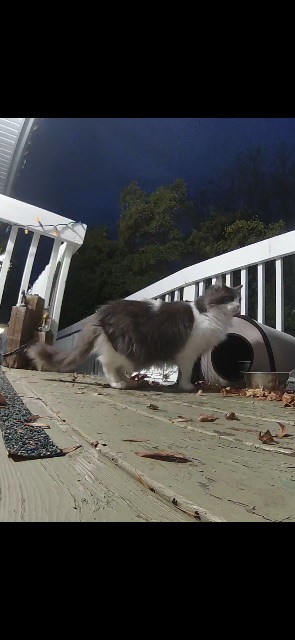 Found She may have had kittens. I see the kittens around but can’t catch them. They look to be around 4 months old. I see them by themselves. white and grey in Winnipeg