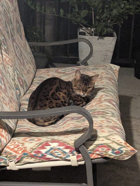 Found was spotted once before in my backyard, shy but friendly. tried to make him stay with food and water and a blanket but ran off. spots, bengal pattern in Oakville