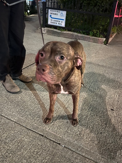 Found Contacted 311 and waited with the dog, they picked him up at approx 9:30 pm Oct 8 and took him here:
https://24petconnect.com/TorontoStrayPets/Details/TRNT/A1047583 brown in Toronto