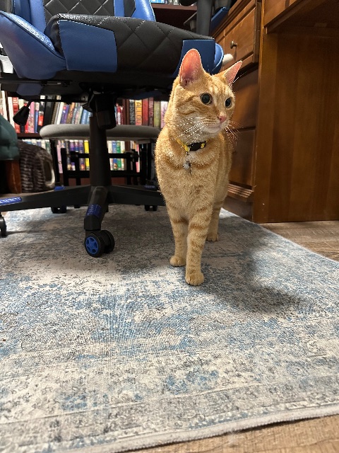 Chat trouvé, orange, à Hamilton