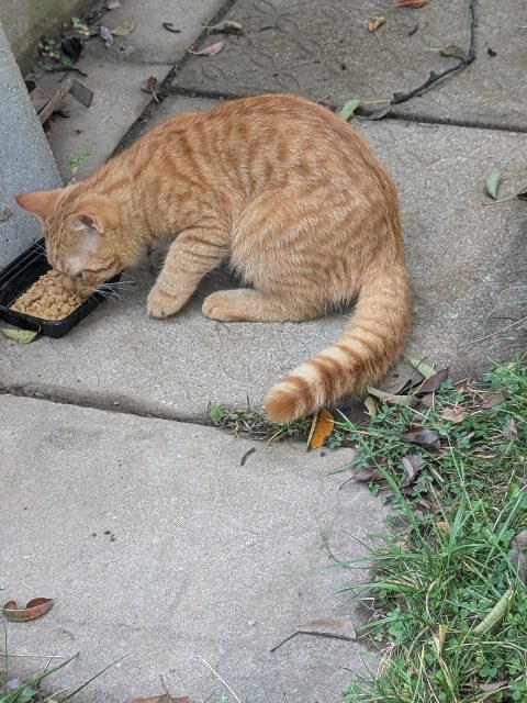 Chat trouvé, orange tabby, à Guelph
