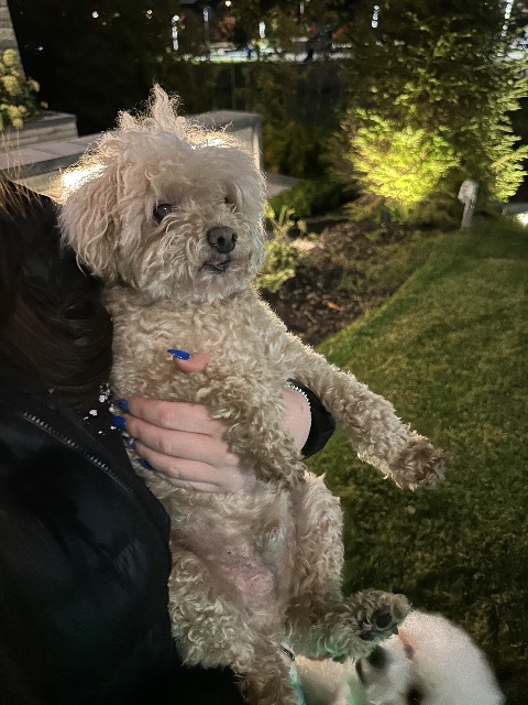 Found dog, beige, in Vaughan