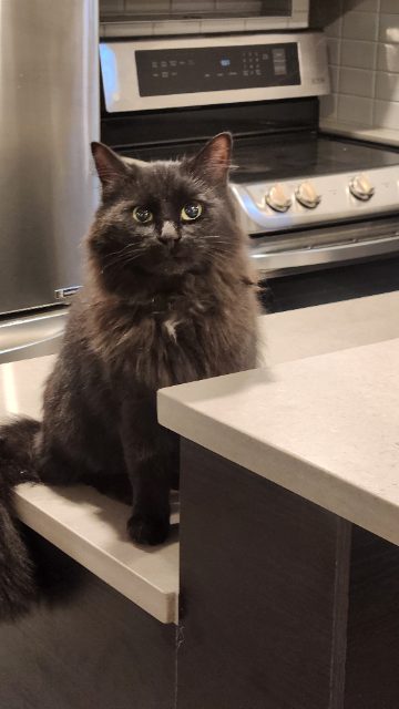 Found cat, black, in Calgary