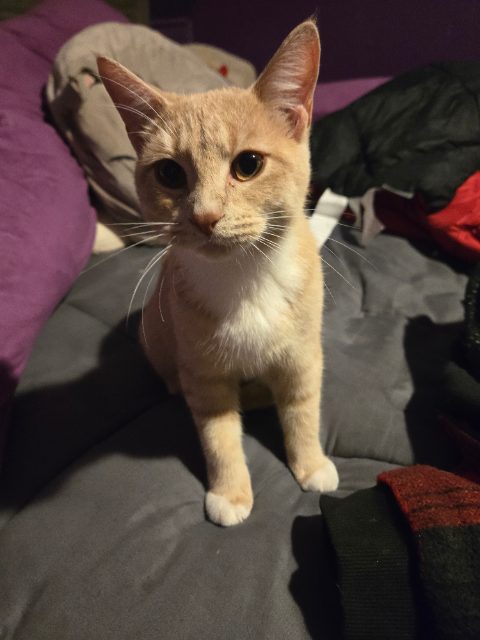 Found Have a tattoo  PGR 889 light orange tabby with white in Winnipeg