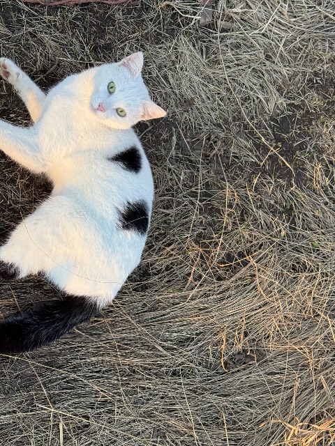 Found cat, white with black tail, in Ardrossan, AB