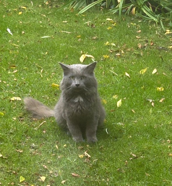 Found cat, gris marron, in Quebec