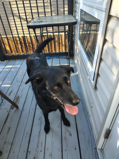 Found Very friendly 
No collar
Rolls over when petting black in Lethbridge