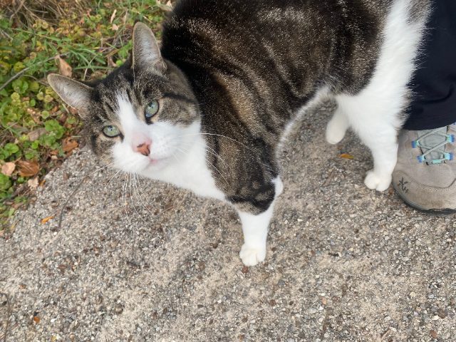 Found Cat grey and white tabby in Oakville